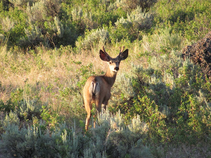 Mule deer buck taken in Northern NV 