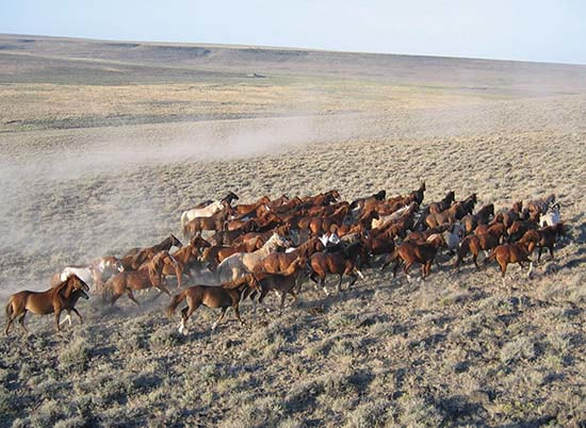 Wild Horses run together on the Sheldon National Wildlife Refuge